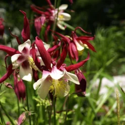 Aquilegia 'William Guiness'