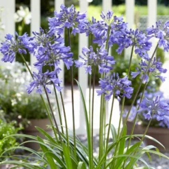 Stately Agapanthus Collection -Arbor Sapling Sales PB0322 1 d489e9ce f2ce 4ad0 8fd2 48e0025b2d0d scaled