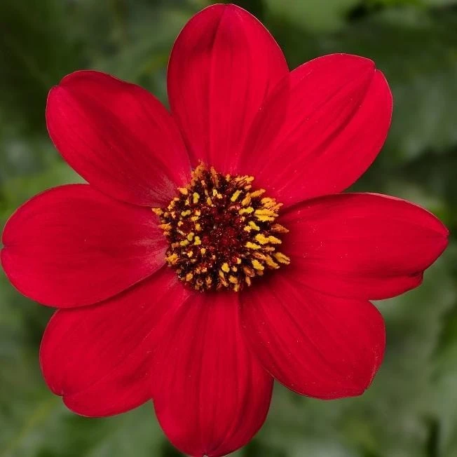 Dahlia 'Dahlegria Red' 1 Dahlia 'Dahlegria Red'