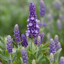 Lavender 'Blue Spear'