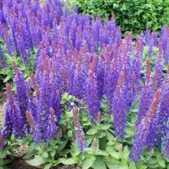 Salvia 'Blue Hill' 5 Salvia 'Blue Hill' -Arbor Sapling Sales PB0413 3