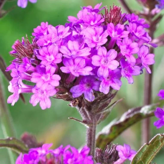Verbena Rigida 1 Verbena Rigida