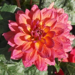 Dahlia 'Firepot' 7 Dahlia 'Firepot' -Arbor Sapling Sales PB0422 2