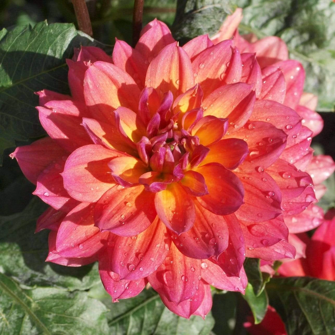 Dahlia 'Firepot' 4 Dahlia 'Firepot' - Image 4