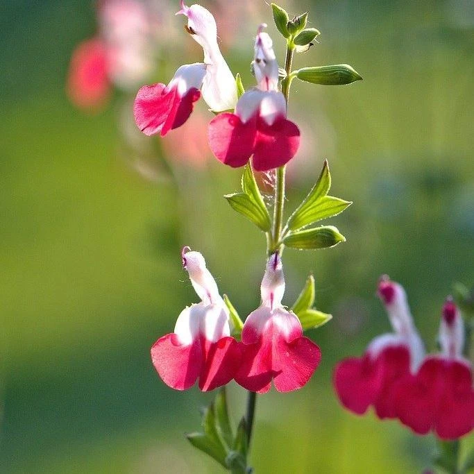 Salvia 'Hot Lips' 1 Salvia 'Hot Lips'