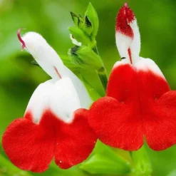 Salvia 'Hot Lips' 9 Salvia 'Hot Lips' -Arbor Sapling Sales PB0432 4