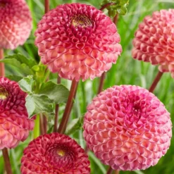 Dahlia 'Burlesca' 7 Dahlia 'Burlesca' -Arbor Sapling Sales PB0487 2