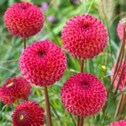 Dahlia 'Burlesca' 6 Dahlia 'Burlesca' -Arbor Sapling Sales PB0487 3