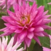 Dahlia 'Karma Pink Corona'