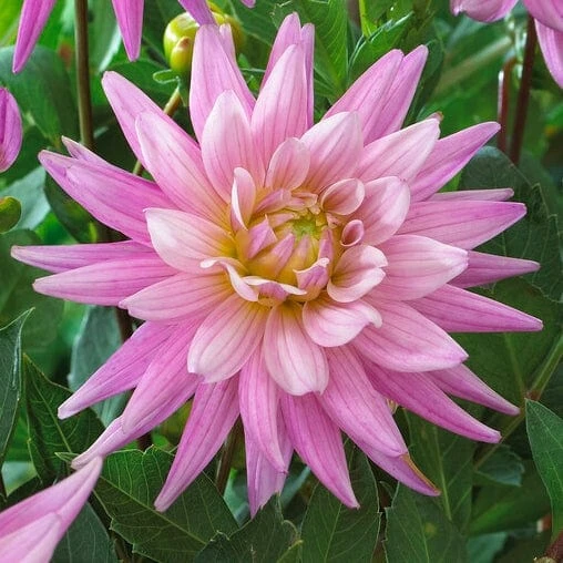 Dahlia 'Karma Pink Corona' 2 Dahlia 'Karma Pink Corona' - Image 2