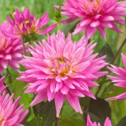 Dahlia 'Karma Pink Corona' 5 Dahlia 'Karma Pink Corona' -Arbor Sapling Sales PB0493 3