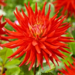 Dahlia 'Karma Red Corona'