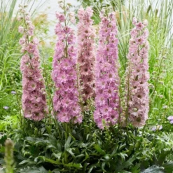 Delphinium 'Delgenius Juliette'
