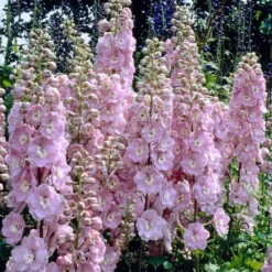 Delphinium 'elatum Strawberry Fair'