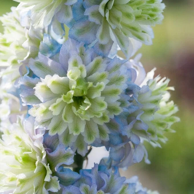 Delphinium 'Highlander Crystal Delight' 1 Delphinium 'Highlander Crystal Delight'