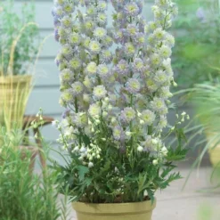Delphinium 'Highlander Moonlight' -Arbor Sapling Sales PB0513 2