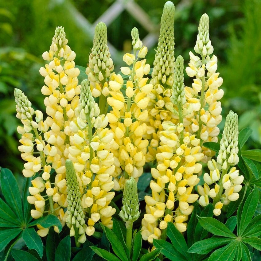 Lupin Legendary Yellow Shades 1 Lupin Legendary Yellow Shades