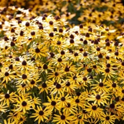 Rudbeckia 'Little Gold Star' 9 Rudbeckia 'Little Gold Star' -Arbor Sapling Sales PB0630 5 cce8724b 55eb 4373 976b 6c7d434870a4