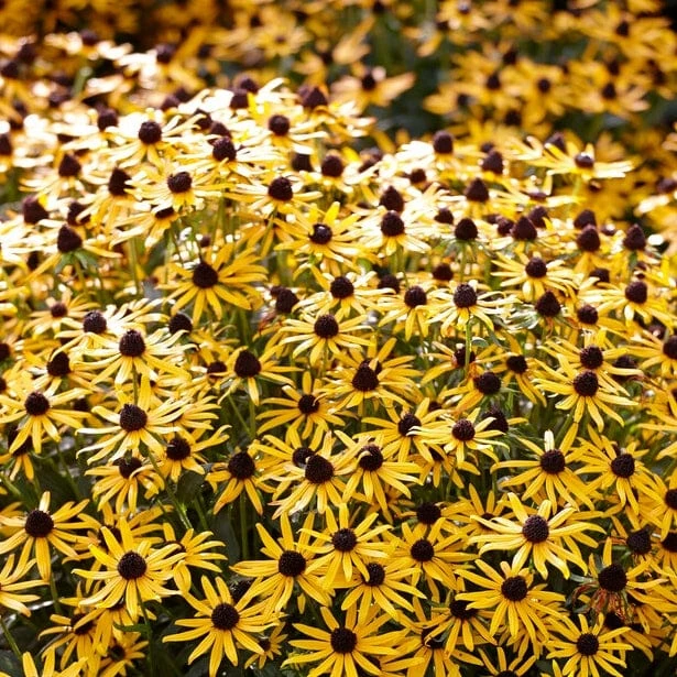 Rudbeckia 'Little Gold Star' 5 Rudbeckia 'Little Gold Star' - Image 5