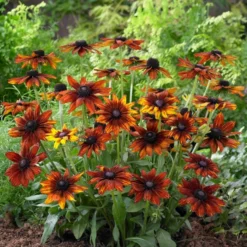 Rudbeckia 'Summerina Orange' -Arbor Sapling Sales PB0631 3 5aef5f50 11a7 4c80 bcd1 3c4ed029bd20