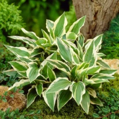 Hosta 'Patriot' 5 Hosta 'Patriot' -Arbor Sapling Sales PB0673 3