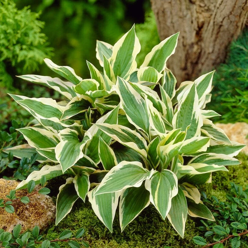 Hosta 'Patriot' 3 Hosta 'Patriot' - Image 3