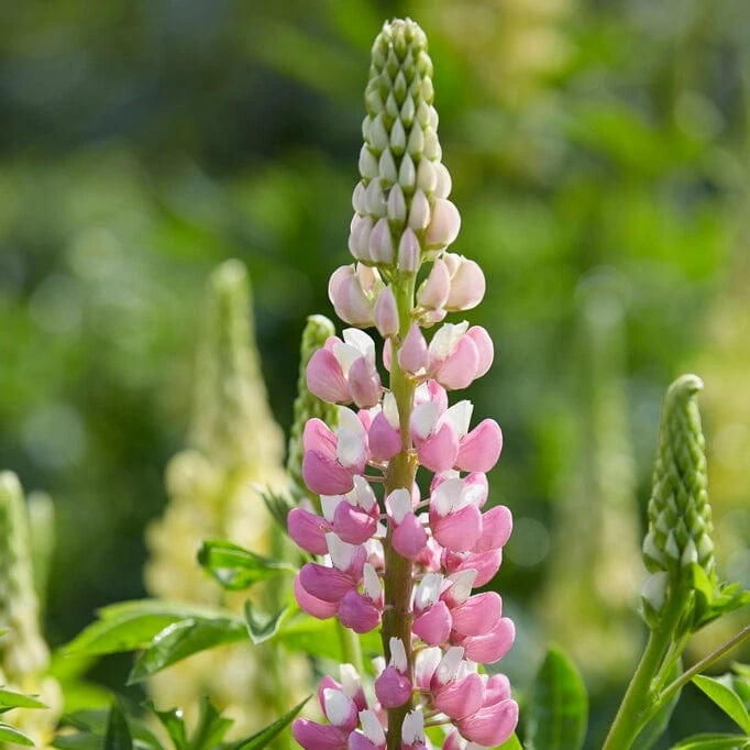 Lupin 'Legendary Rose Shades' 1 Lupin 'Legendary Rose Shades'
