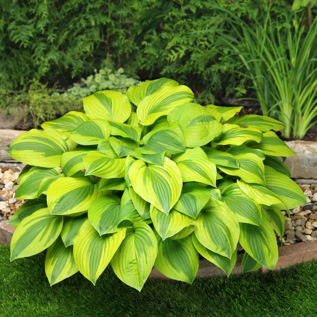 Hosta 'Velvet Moon' 1 Hosta 'Velvet Moon'