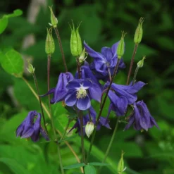 Aquilegia Barlow Blue 7 Aquilegia Barlow Blue -Arbor Sapling Sales PB0831 1