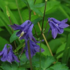 Aquilegia Barlow Blue 8 Aquilegia Barlow Blue -Arbor Sapling Sales PB0831 2