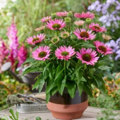 Ultimate Echinacea Collection -Arbor Sapling Sales PB1167 2 2072d772 a82e 423b bf30 bb25d9e861f8