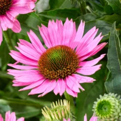 Echinacea 'SunSeekers Bubblelicious' -Arbor Sapling Sales PB1167 3 54c96b04 774c 44cd 94bd 2823a3293732