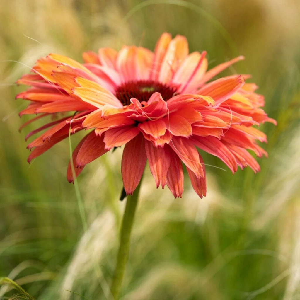 Echinacea 'SunSeekers Rainbow' 1 Echinacea 'SunSeekers Rainbow'