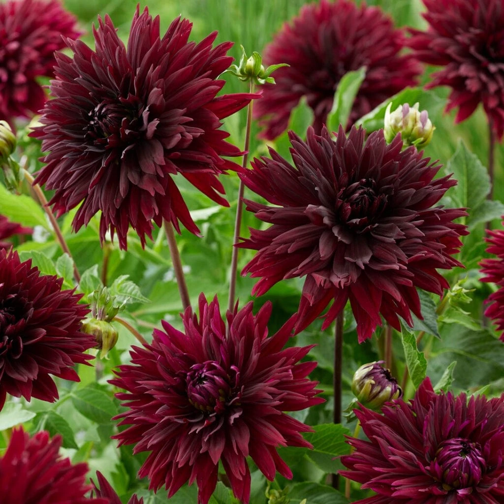 Dahlia 'Black Touch' 3 Dahlia 'Black Touch' - Image 3