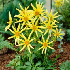 Dahlia 'Honka Yellow' -Arbor Sapling Sales PB1940 2