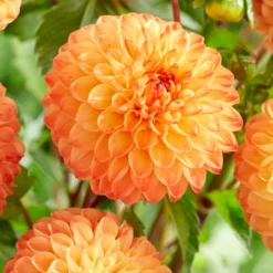 Dahlia 'Souvenir D'Ete' 5 Dahlia 'Souvenir D'Ete' -Arbor Sapling Sales PB1972 2