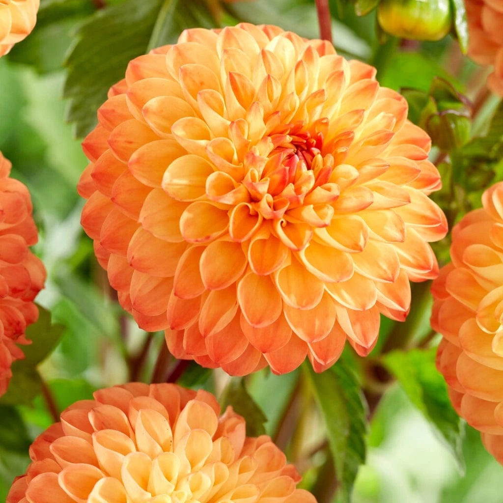 Dahlia 'Souvenir D'Ete' 3 Dahlia 'Souvenir D'Ete' - Image 3