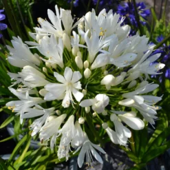 Stately Agapanthus Collection -Arbor Sapling Sales PBO442 1 22713639 7afc 4ce6 b147 454abe74de37