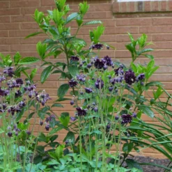 Aquilegia 'Black Barlow' -Arbor Sapling Sales PBO455 3