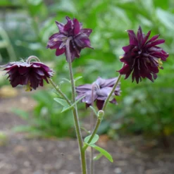 Aquilegia 'Black Barlow' -Arbor Sapling Sales PBO455 5