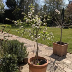 Egremont Russet Apple Tree Dwarfing Rootstock -Arbor Sapling Sales PXL 20210424 130844355 scaled