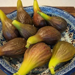 The 3 Best Fruit Trees For Small Gardens | Apple, Cherry & Fig 10 The 3 Best Fruit Trees For Small Gardens | Apple, Cherry & Fig -Arbor Sapling Sales PXL 20210725 093150100 900x 6592a685 9ff1 4a34 9ef0 39ad397acba9