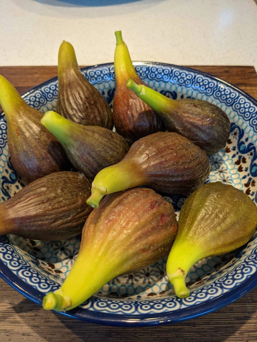 The 3 Best Fruit Trees For Small Gardens | Apple, Cherry & Fig 5 The 3 Best Fruit Trees For Small Gardens | Apple, Cherry & Fig - Image 5