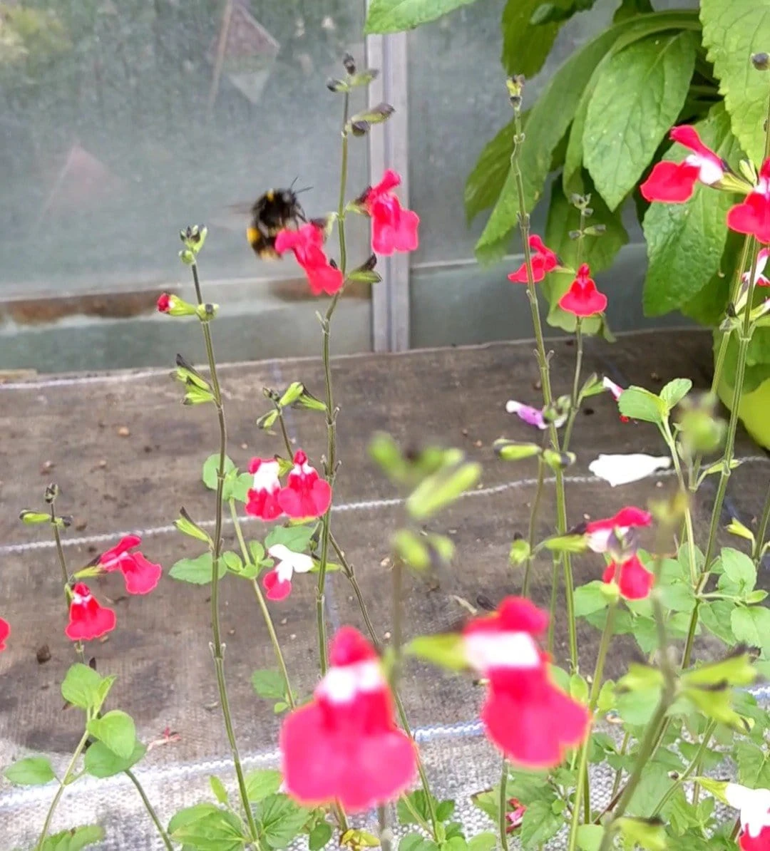 Salvia 'Hot Lips' 6 Salvia 'Hot Lips' - Image 6