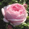 'Pink Martini' Hybrid Tea Rose