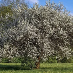 Opal Plum Tree -Arbor Sapling Sales Plum add1 664323e4 5845 4880 8495 b6021db8b8b3