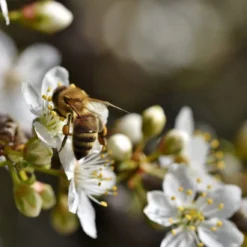 Shropshire Prune Damson Tree 7 Shropshire Prune Damson Tree -Arbor Sapling Sales Plum add2 8dcb5e52 53fe 4f71 aec6 6468e78d7616