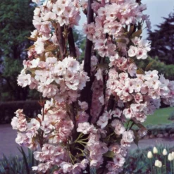 Flagpole Cherry Blossom Tree | Prunus Amanogawa -Arbor Sapling Sales PrunusAmanogawaG2001