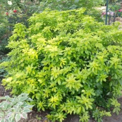 Best Shrubs For Borders 10 Best Shrubs For Borders -Arbor Sapling Sales SHR0015 2 c07024a9 fbf3 4ac2 96eb 743e2a689be9