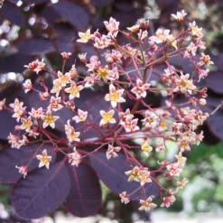 Best Flowering Shrubs 7 Best Flowering Shrubs -Arbor Sapling Sales SHR0027 2 d6f87ef8 2186 41d6 9498 60287068a837